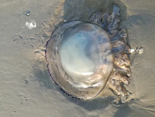 Oostduinkerke (België)